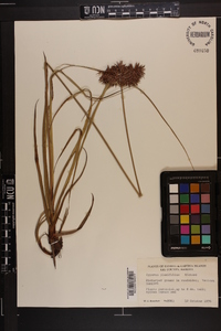 Cyperus planifolius image