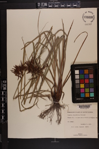 Cyperus planifolius image