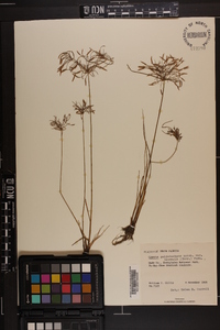 Cyperus polystachyos image