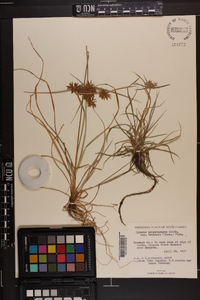 Cyperus polystachyos var. texensis image