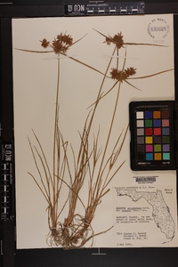 Cyperus polystachyos image