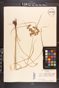 Cyperus pseudovegetus image