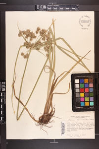 Cyperus pseudovegetus image