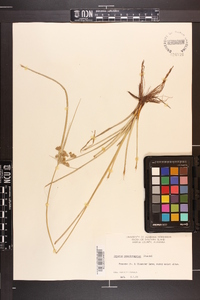 Cyperus pseudovegetus image