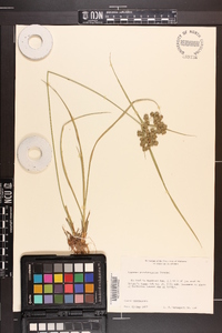 Cyperus pseudovegetus image