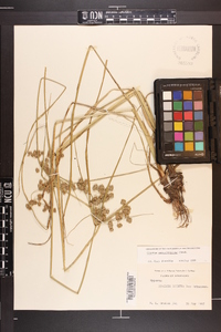 Cyperus pseudovegetus image