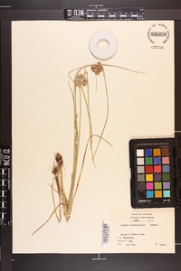 Cyperus pseudovegetus image