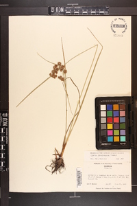 Cyperus pseudovegetus image