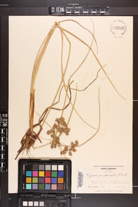 Cyperus pseudovegetus image