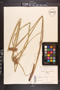 Cyperus pseudovegetus image