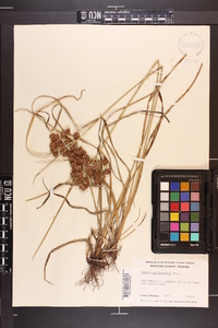 Cyperus pseudovegetus image