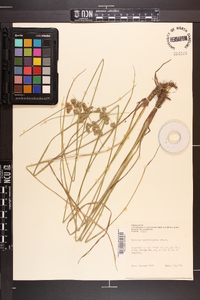 Cyperus pseudovegetus image