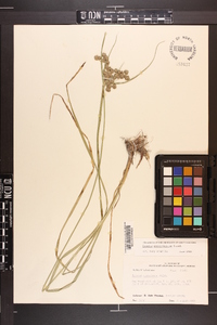 Cyperus pseudovegetus image