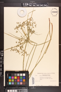 Cyperus pseudovegetus image