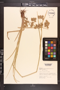 Cyperus pseudovegetus image