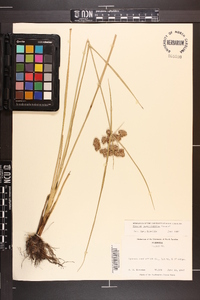 Cyperus pseudovegetus image