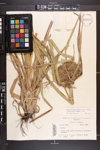 Cyperus pseudovegetus image