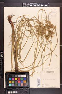 Cyperus pseudovegetus image