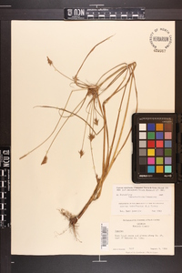 Cyperus retrofractus image