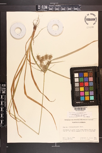 Cyperus retrofractus image