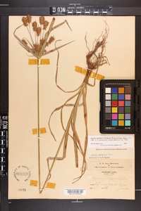 Cyperus retrofractus image