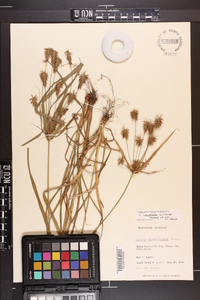 Cyperus retrofractus image