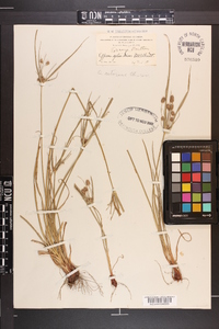 Cyperus retrorsus image