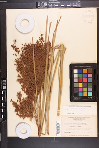 Scirpus cyperinus var. eriophorum image