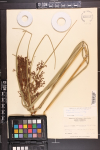 Scirpus cyperinus var. eriophorum image