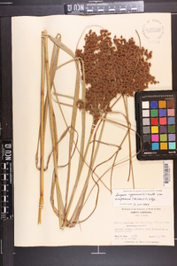 Scirpus cyperinus var. eriophorum image