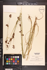 Rhynchospora capitellata image