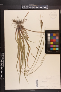 Carex venusta image