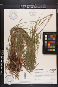 Carex virescens image