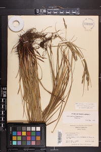 Carex virescens image