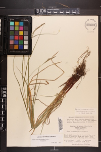 Carex virescens image