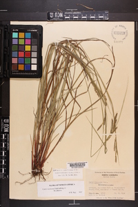 Carex virescens image