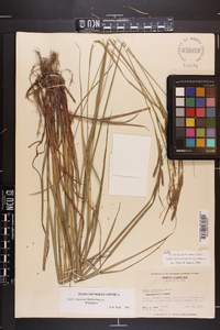 Carex virescens image