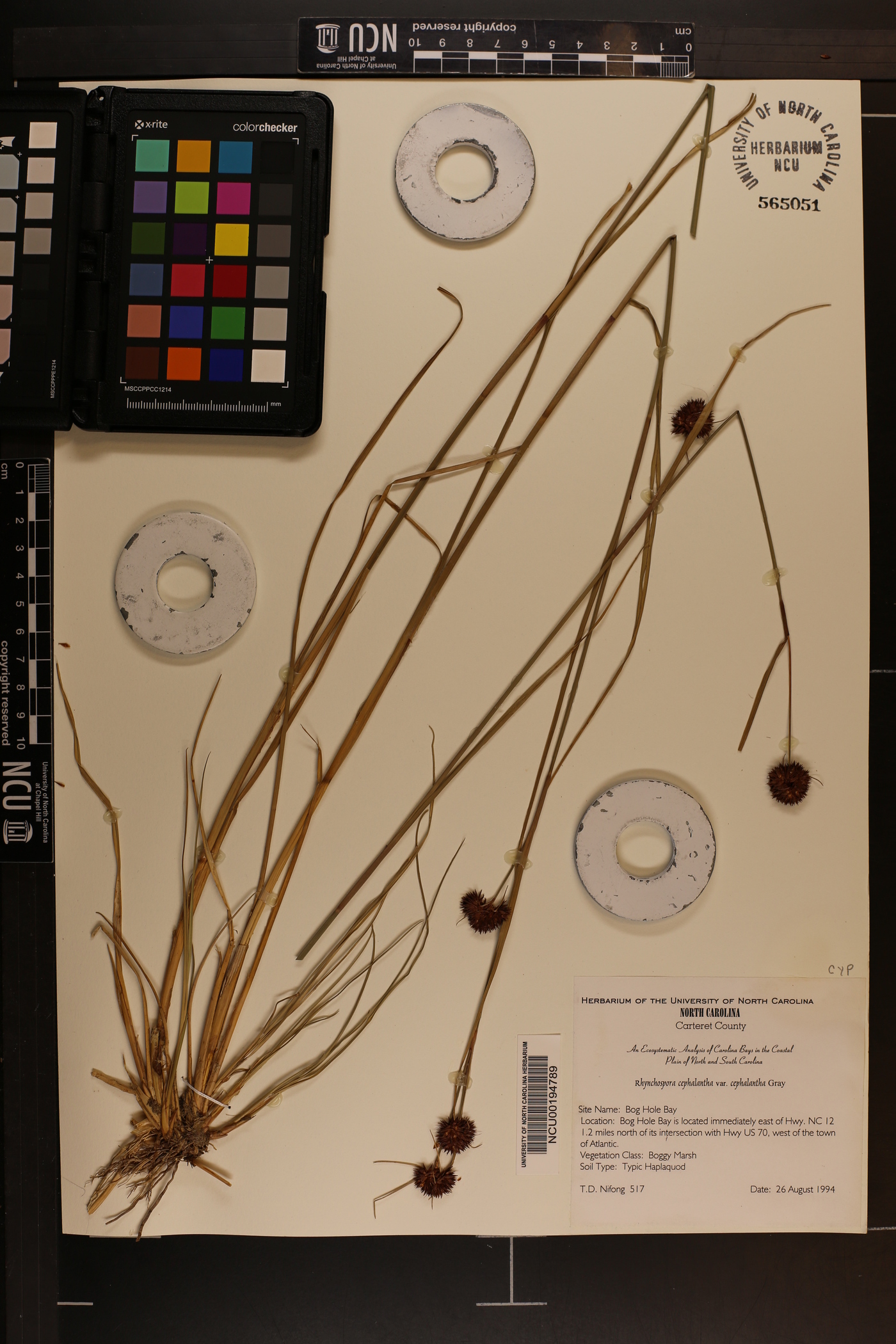 Rhynchospora cephalantha var. cephalantha image