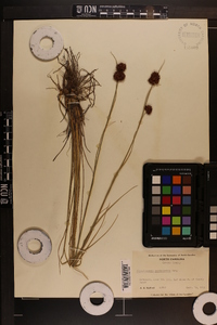 Rhynchospora cephalantha image