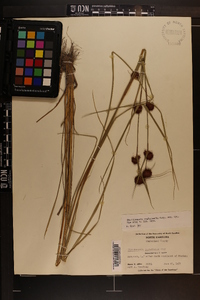 Rhynchospora cephalantha image