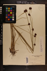 Rhynchospora cephalantha image