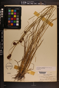 Rhynchospora cephalantha image