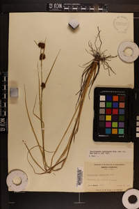 Rhynchospora cephalantha image