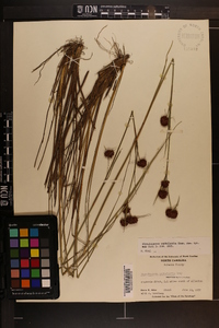 Rhynchospora cephalantha image