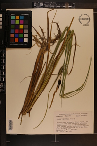 Carex walteriana image