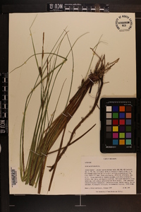 Carex walteriana image