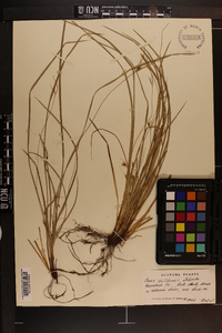 Carex willdenowii image