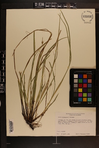 Carex willdenowii image