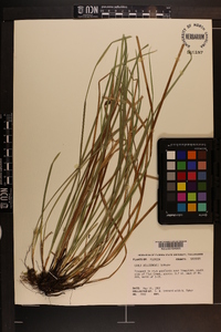 Carex willdenowii image