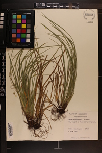 Carex willdenowii image